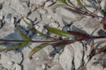 Largeflower tickseed